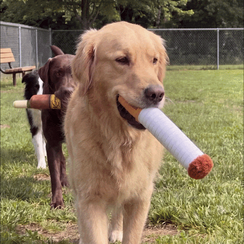 A golden retriever carrying a cigarette lookalike squeaky toy